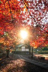 茨城県水戸市　紅葉の偕楽園もみじ谷
