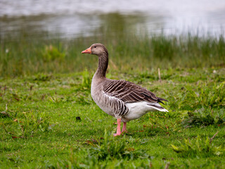 Greylag Goose in a Meadow by Soar River