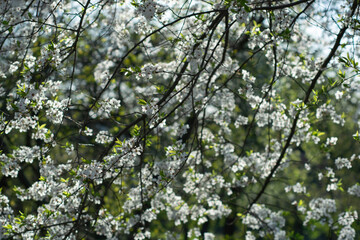 White cherry blossom floral background