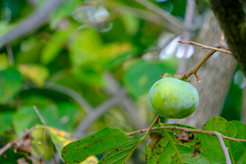 青く熟す前の柿の実が枝に実る初秋の風景