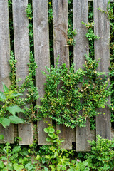 Naklejka premium old weathered wooden fence with shrub leaves growing through the boards as a backdrop for a beautiful rural landscape