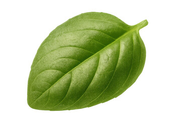 Obraz premium Fresh green basil leaf presenting natural texture and vibrant color, healthy organic aromatic herb, transparent background