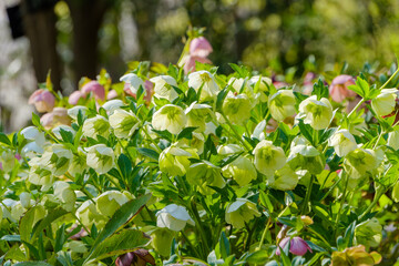 春の庭に咲くクリスマスローズの群生