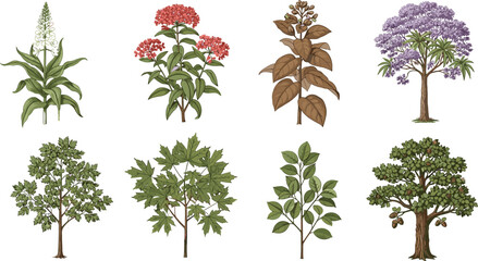 Botanical tree and flower collection with diverse leaves, blossoms, seasonal foliage, plant species, nature elements for educational and decorative use