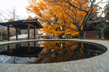 茨城県行方市　西連寺の大イチョウ
