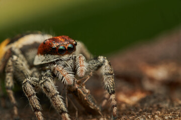 Eye level macro view of feeding spider