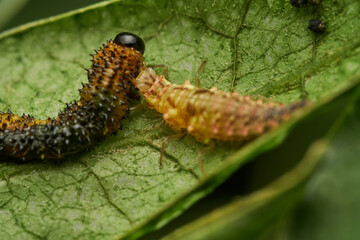 Macro view of insect eating larva