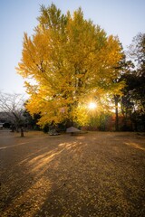 茨城県行方市　西連寺の大イチョウ
