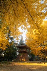 茨城県行方市　西連寺の大イチョウ
