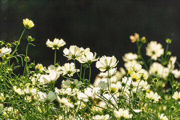 柔らかな光に照らされる白いコスモスの群生