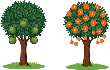 Cartoon fruit trees with green leaves, pomelo and orange fruits, botanical garden concept, educational agriculture design, isolated white background
