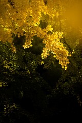 茨城県行方市　西連寺の大イチョウ
