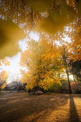 茨城県行方市　西連寺の大イチョウ
