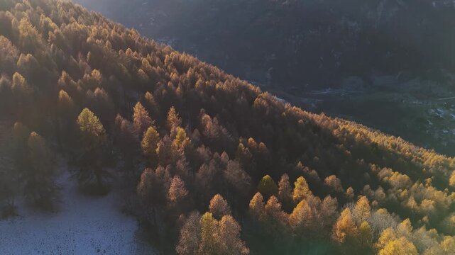 Aerial view of golden sunlight bathing the dense forest on the steep mountain slopes, creating a tapestry of light and shadow, Sauze d'Oulx, Piedmont, Italy.
