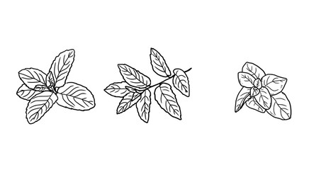 Fototapeta premium Mint and basil sprigs black and white sketch. Vector illustration. Set of kitchen herbs, isolated on a white background. For menus, recipes, for printing on textiles and on packages, at farmers' fairs