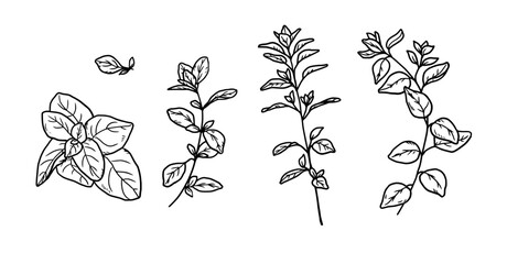 Basil, oregano and lemon balm sprigs, black and white sketch. Vector illustration. A set of kitchen herbs, isolated on a white background. For menus, recipes, for printing on textiles and on packages