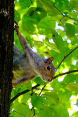 The Monza park at October: a squirrel