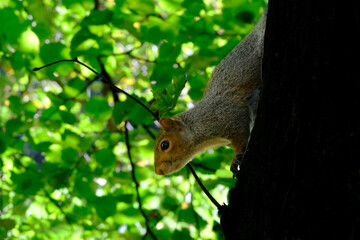 The Monza park at October: a squirrel