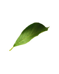 Single Green Leaf on Black Background
