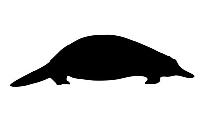 Australian platypus silhouette. Realistic vector animal.