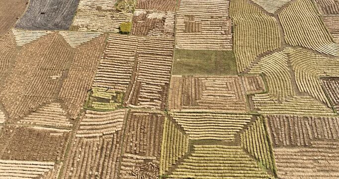 Aerial view of agricultural fields, Bangladesh.