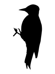 Silhouette of a Great Spotted Woodpecker. Realistic vector animal.
