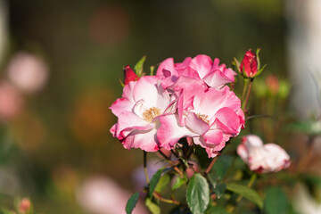 夕陽に輝くピンクと白のバラの華やかな花姿