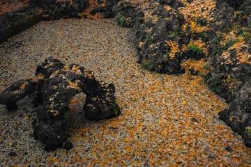 千葉県成田市　紅葉の成田山新勝寺

