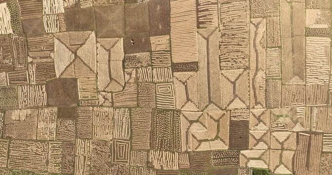 Aerial view of agricultural fields, Bangladesh.