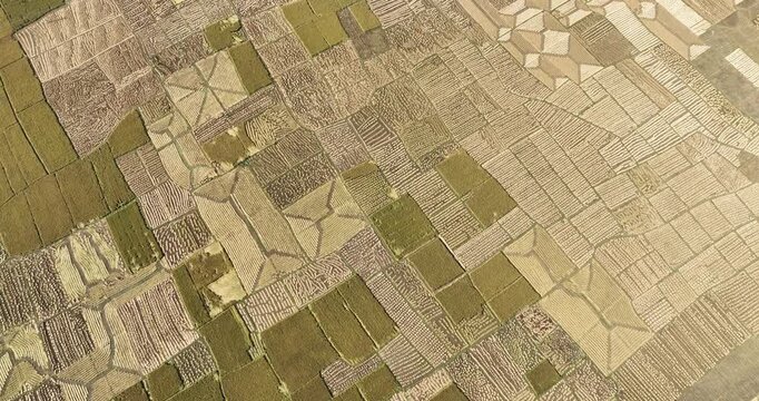 Aerial view of cultivated patchwork of golden and green fields, creating a textured landscape with geometric patterns, Panchagarh, Rangpur Division, Bangladesh.