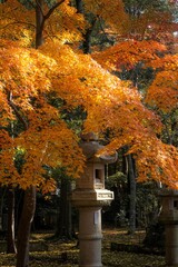 千葉県成田市　紅葉の成田山新勝寺
