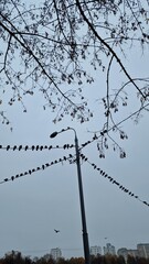 a city pole with birds on the wires