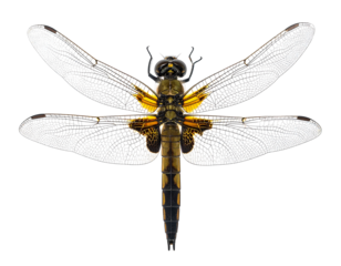 Dragonly facing forward with translucent wings, black, orange, and yellow body against a stark black background