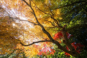 千葉県成田市　紅葉の成田山新勝寺
