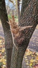 a tree trunk with a severed branch
