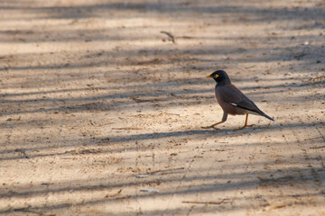 blackbird on the beach
