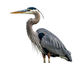 Fototapeta premium Elegant blue heron, feathers detailed, poses against a pure black background with graceful posture
