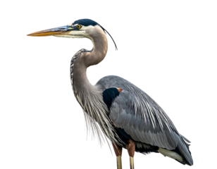 Elegant blue heron, feathers detailed, poses against a pure black background with graceful posture