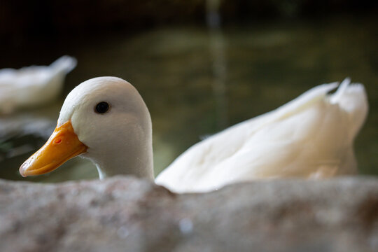 Close-up of a white duck swimming in a pond with a blurred background