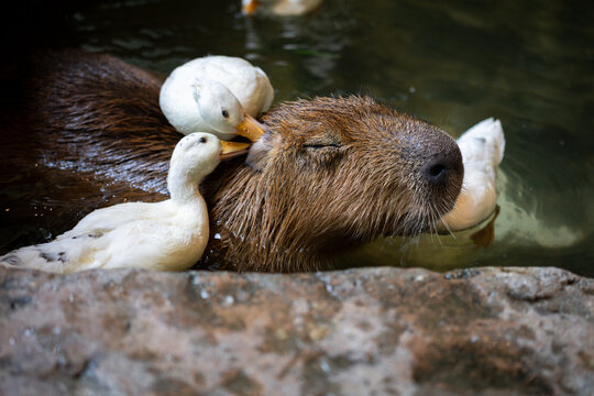 Capybara enjoying a relaxing spa day with friendly ducks in the water