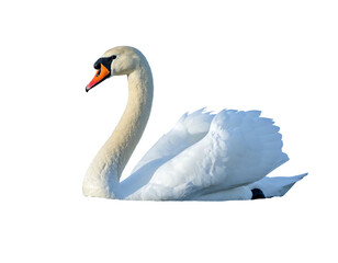 Elegant white swan with orange beak, swimming against a stark black background, emphasizing its graceful form