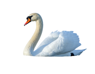 Elegant white swan with orange beak, swimming against a stark black background, emphasizing its graceful form