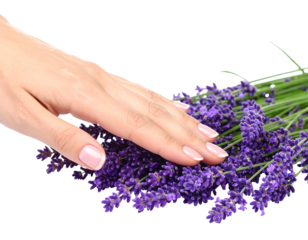Elegant woman's hand resting gently atop a vibrant bunch of blooming purple lavender against a black background
