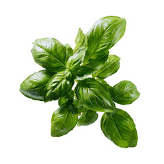 Fototapeta premium Fresh Green Basil Leaves Sprig Isolated on Black Background Herb image, Png Isolated On White, Transparent Background