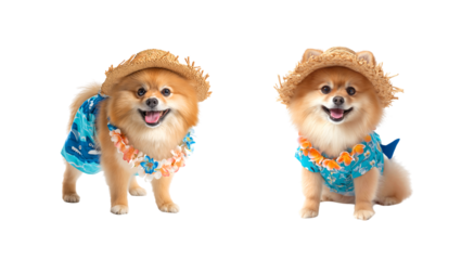 Pomeranian Dog Ready for Vacation in Hawaiian Shirt, Straw Hat, and Lei isolated on a transparent background
