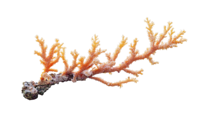 Orange coral branch on rock isolated on a transparent background