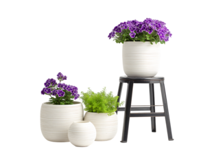 Purple and Green Potted Plants on Stool isolated on a transparent background