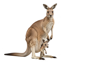 High resolution kangaroo with joey in pouch stock photo, wildlife animal photography, australian mammal, marsupial, mother and baby isolated on transparent background