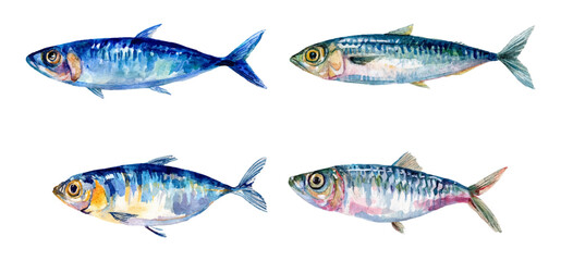 Watercolor set of sardine fish png. Seafood mediterranean food. Hand drawn fish for cooking. Fresh fish catch. Perfect for seafood menu, banners etc. Vector illustration.