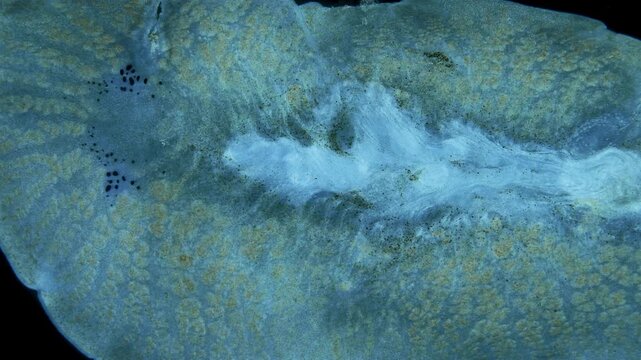 Flatworm under a microscope. order Polycladida. The specimen was found in Okhotsk Sea.